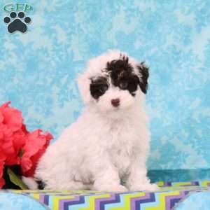 Snickers, Toy Poodle Puppy